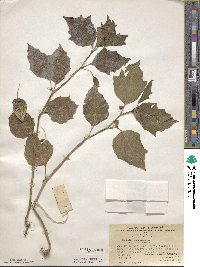 Physalis alkekengi image