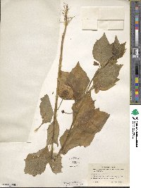 Physalis alkekengi image