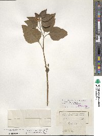 Physalis alkekengi image