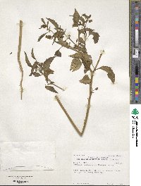 Physalis longifolia var. subglabrata image