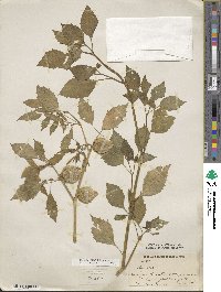 Physalis philadelphica image