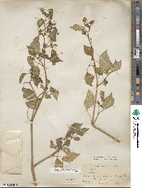 Physalis philadelphica image