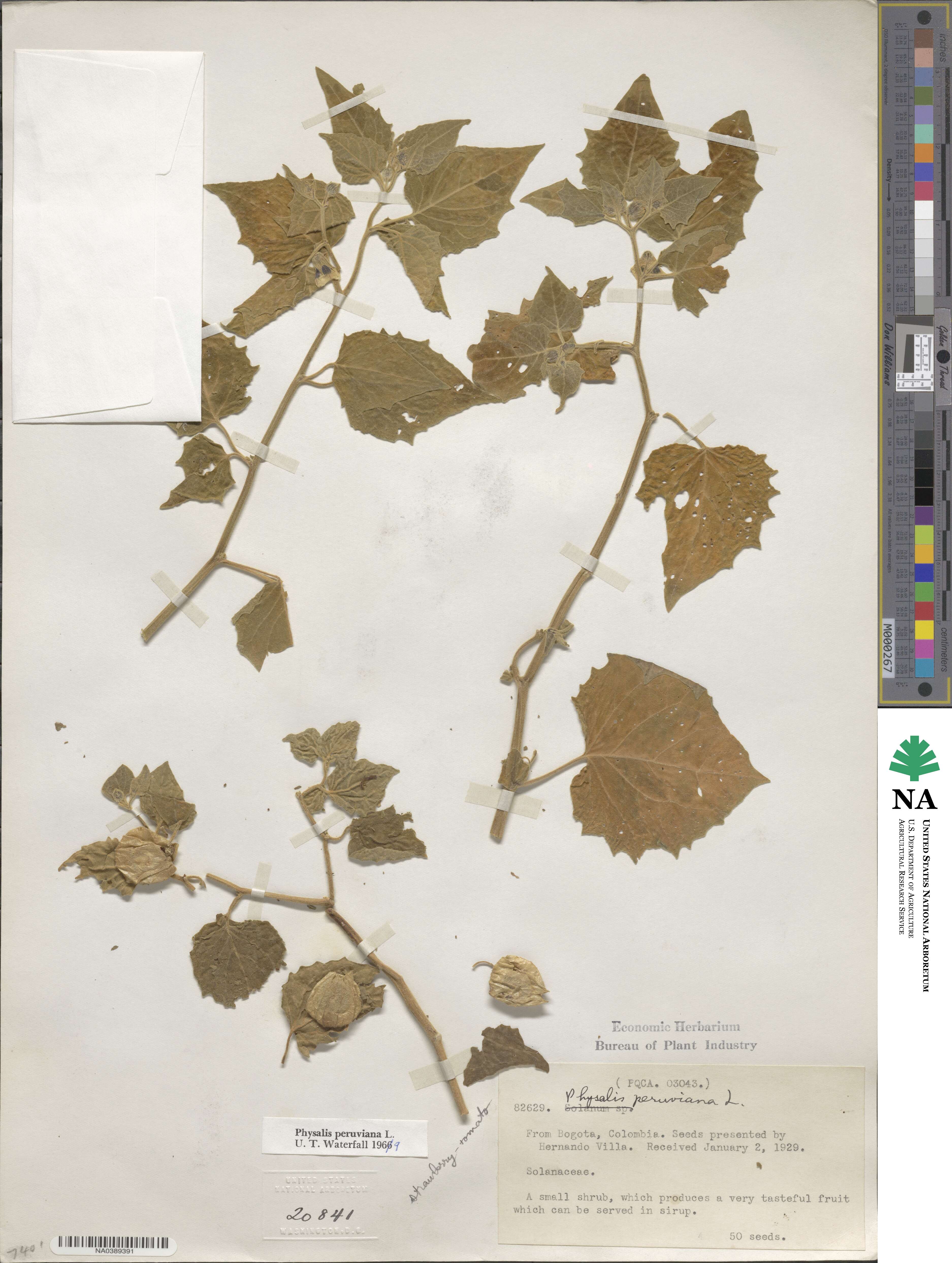 Physalis peruviana image