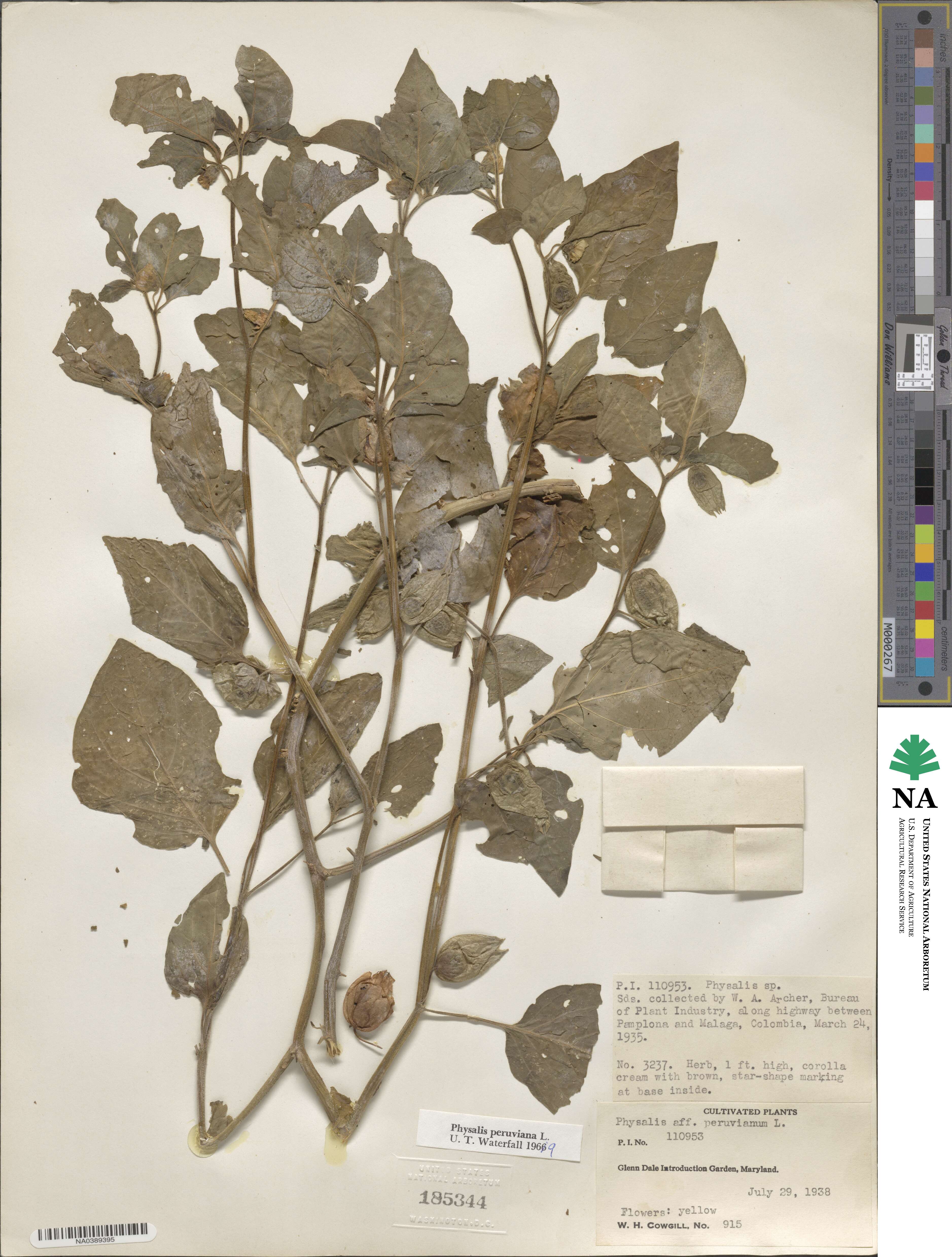 Physalis peruviana image