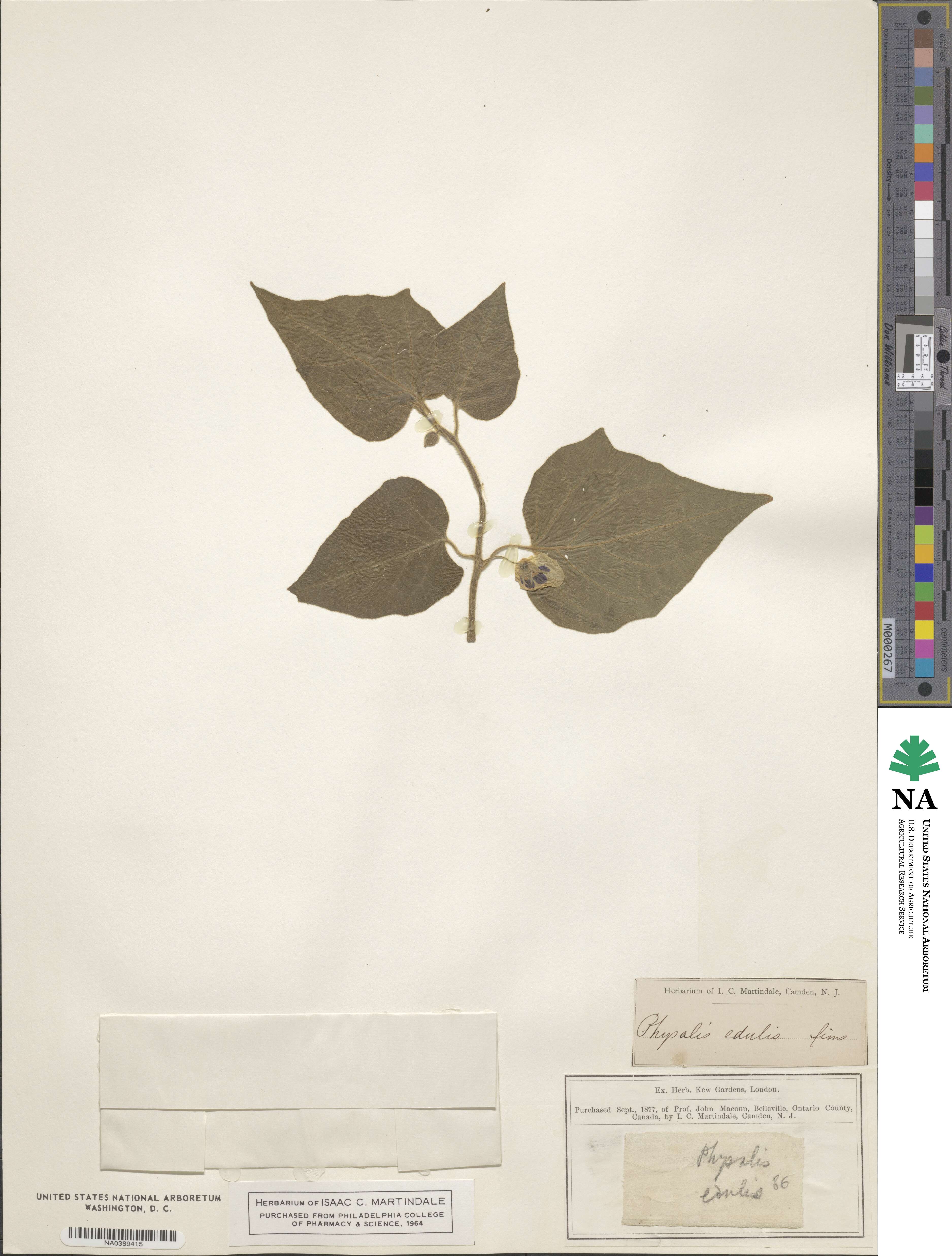 Physalis peruviana image