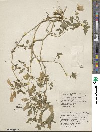 Alkekengi officinarum image