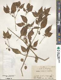 Archiphysalis chamaesarachoides image