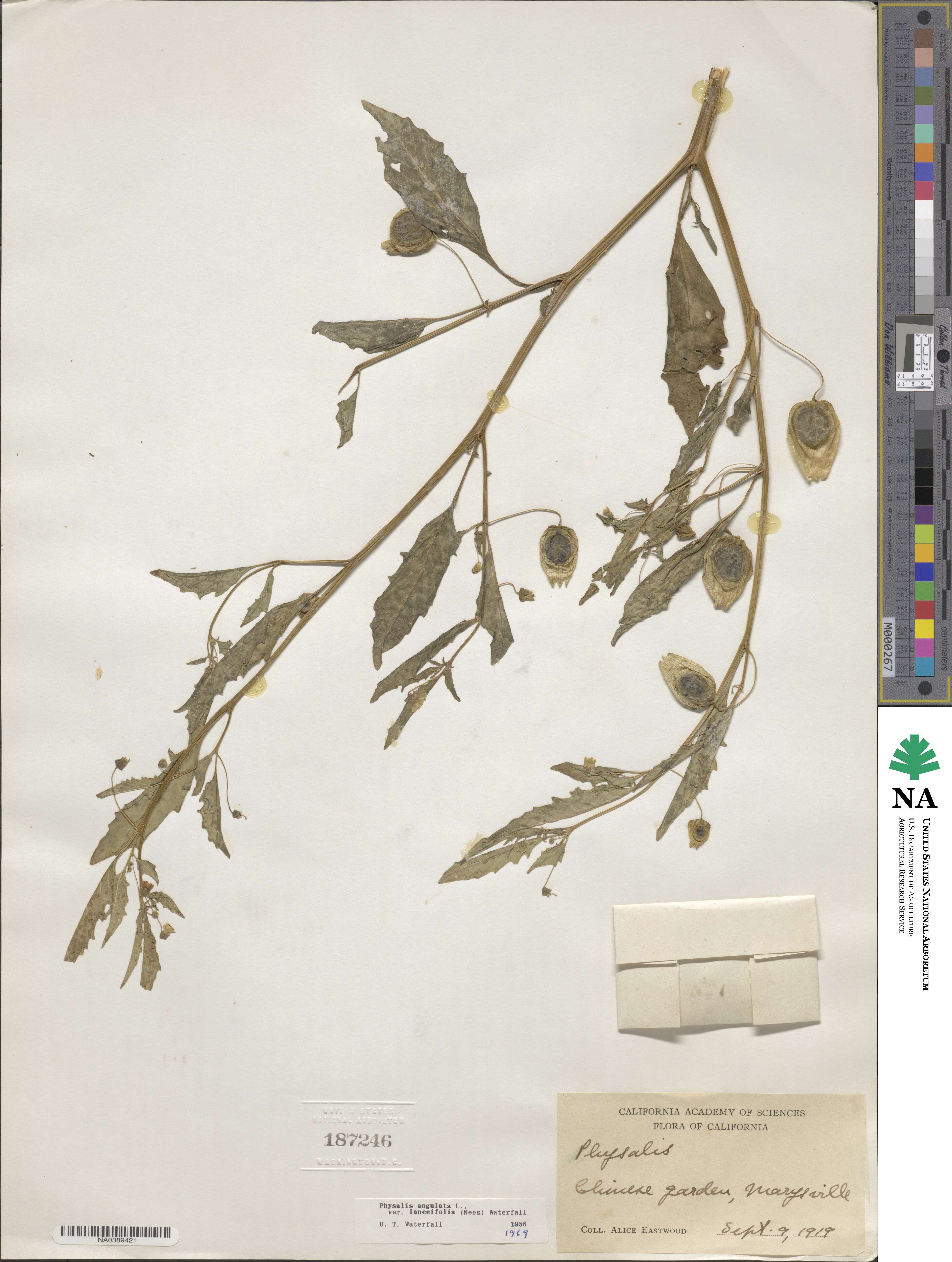 Physalis angulata image