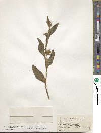 Physalis angulata image