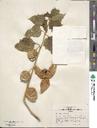 Physalis alkekengi image