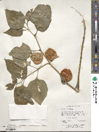 Physalis alkekengi image