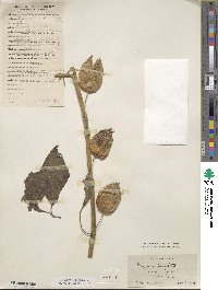 Physalis alkekengi image