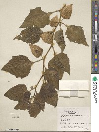 Physalis alkekengi image