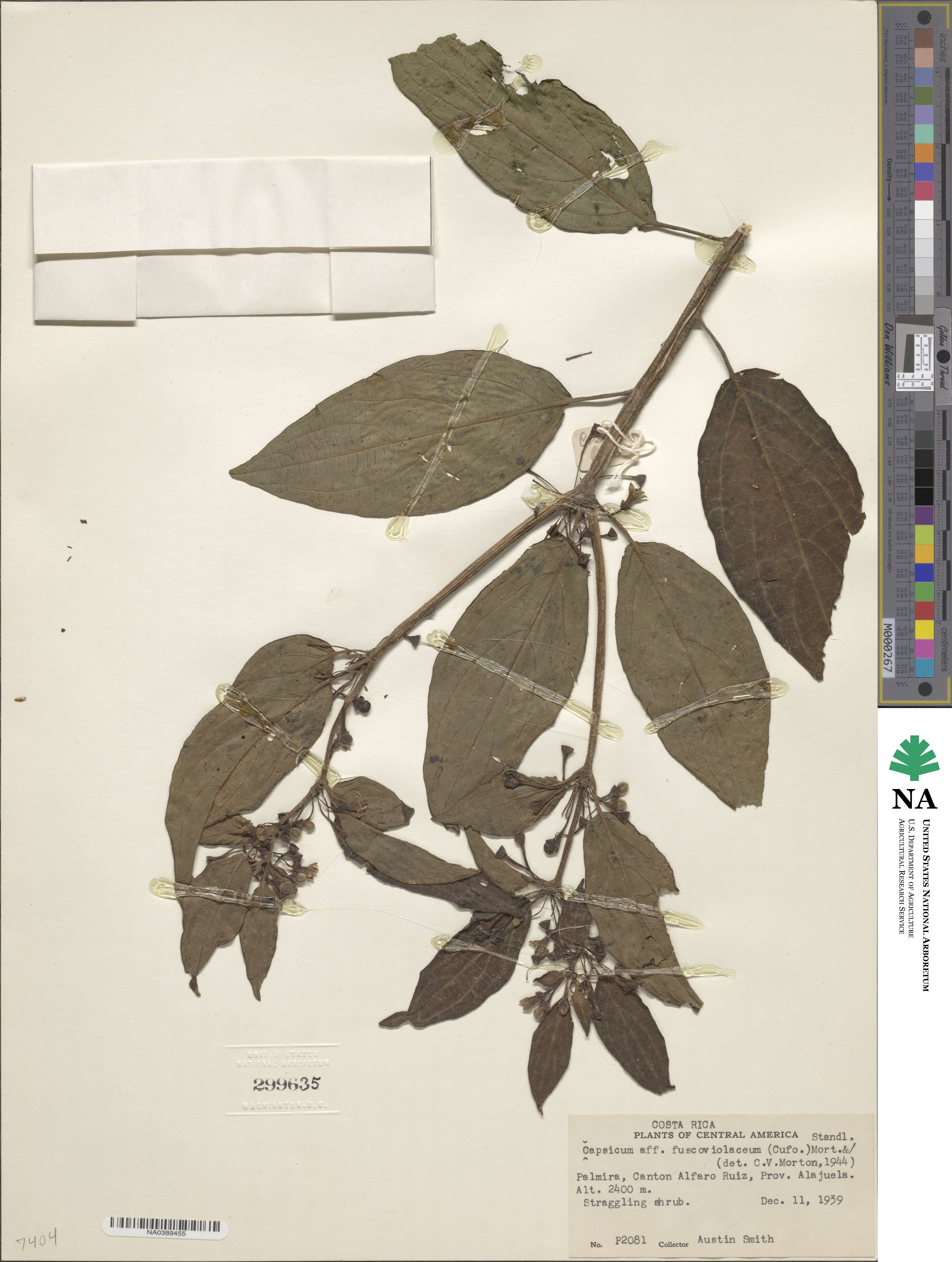 Witheringia coccoloboides image