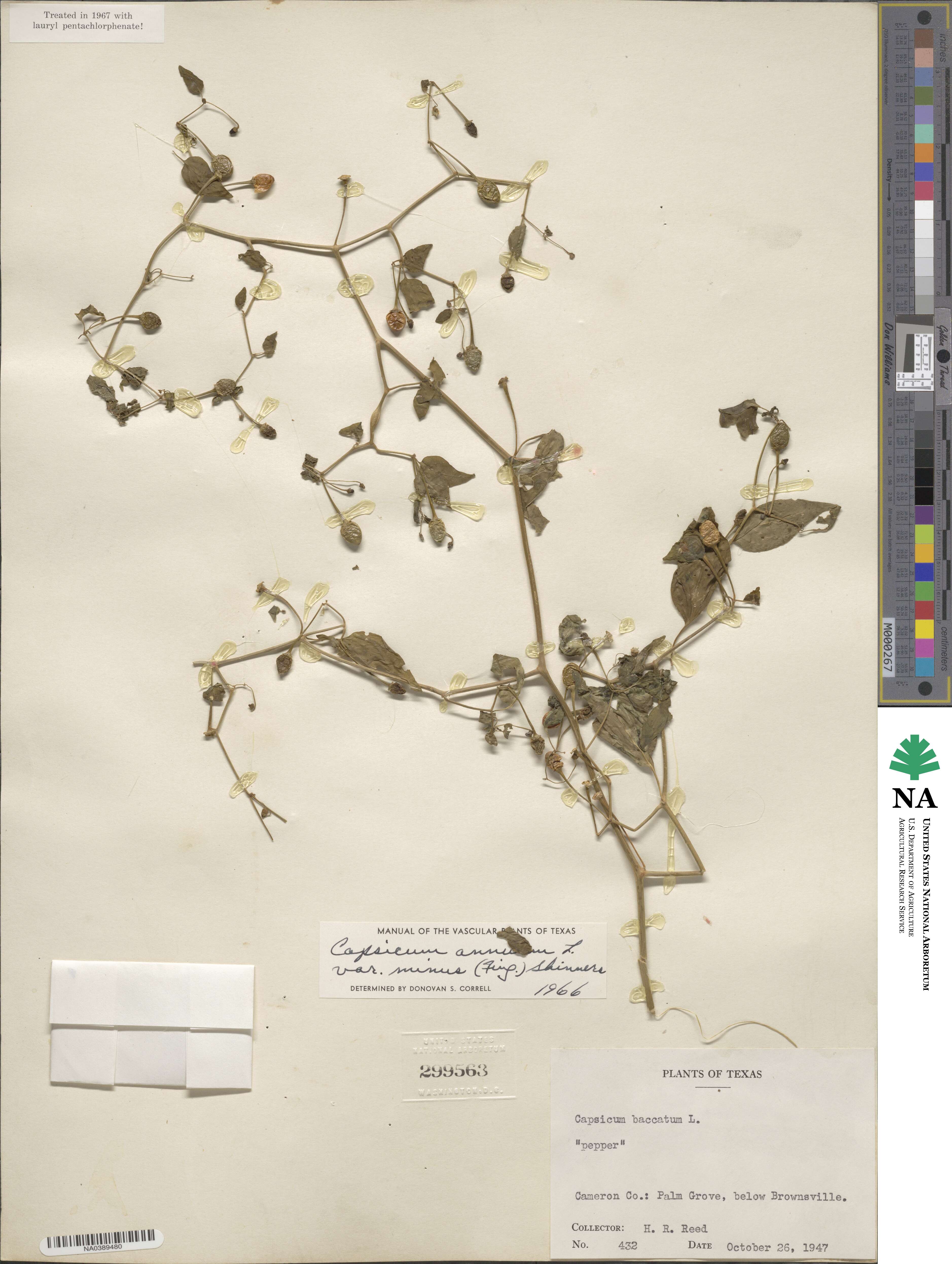 Capsicum annuum var. glabriusculum image