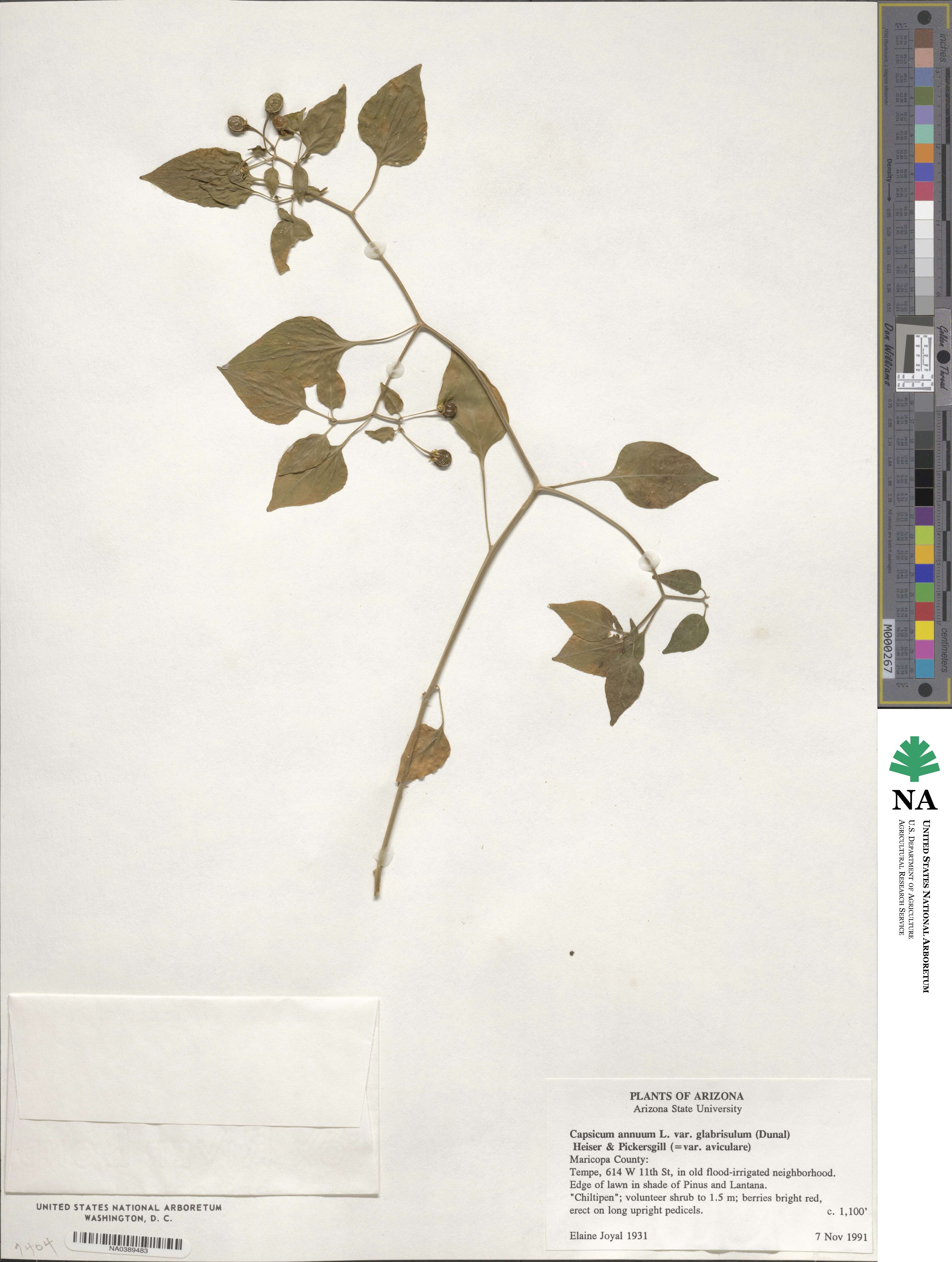 Capsicum annuum var. glabriusculum image