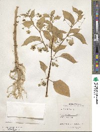 Jaltomata procumbens image