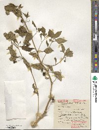 Jaltomata procumbens image