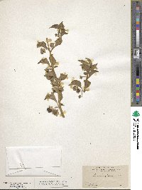 Jaltomata procumbens image