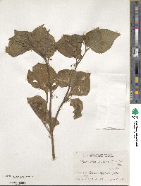 Physaliastrum japonicum image