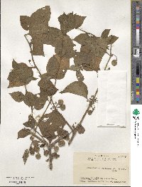 Physaliastrum japonicum image