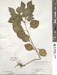 Physaliastrum japonicum image