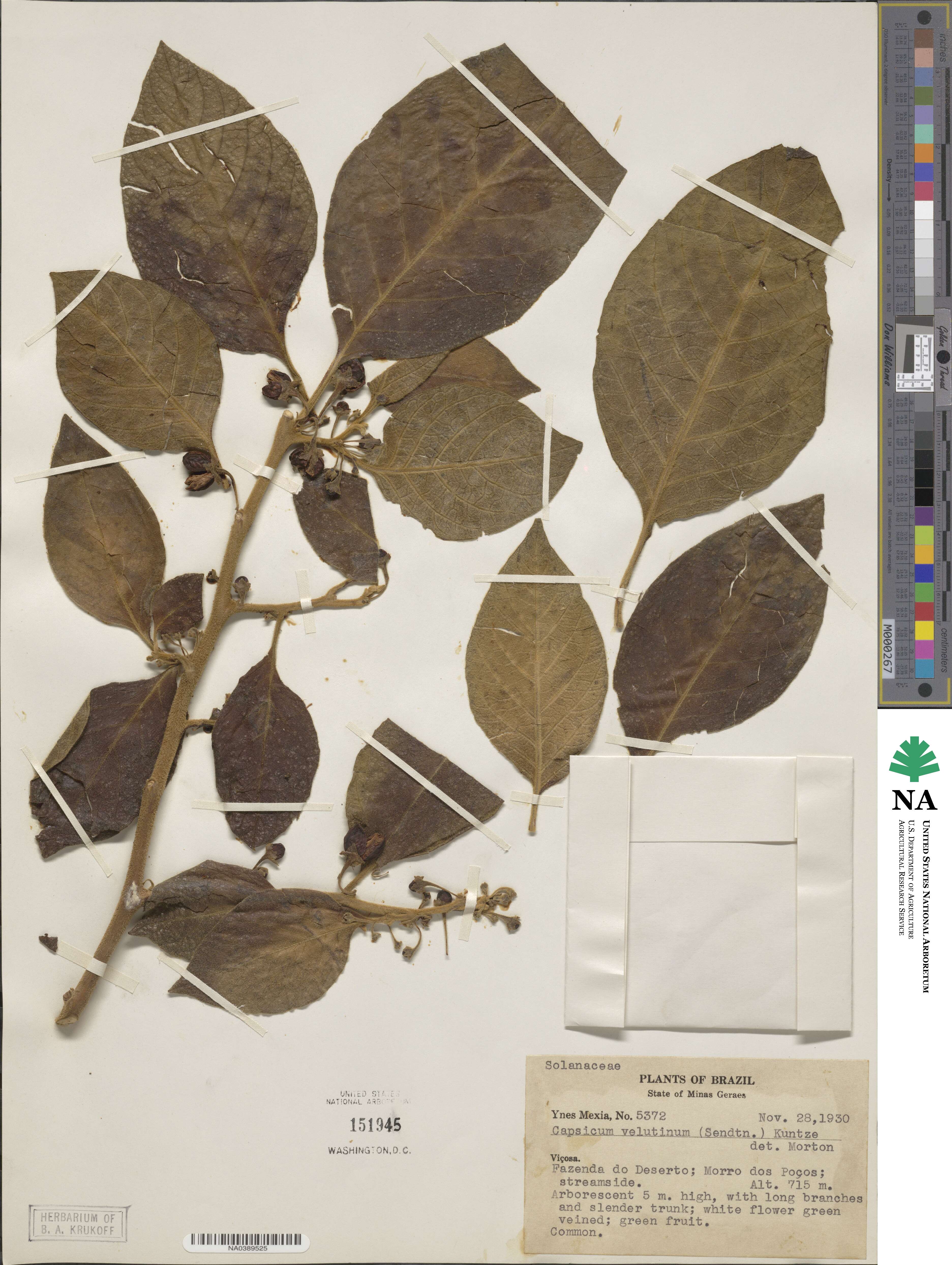 Capsicum annuum image
