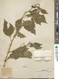 Capsicum annuum image