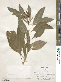 Capsicum annuum image