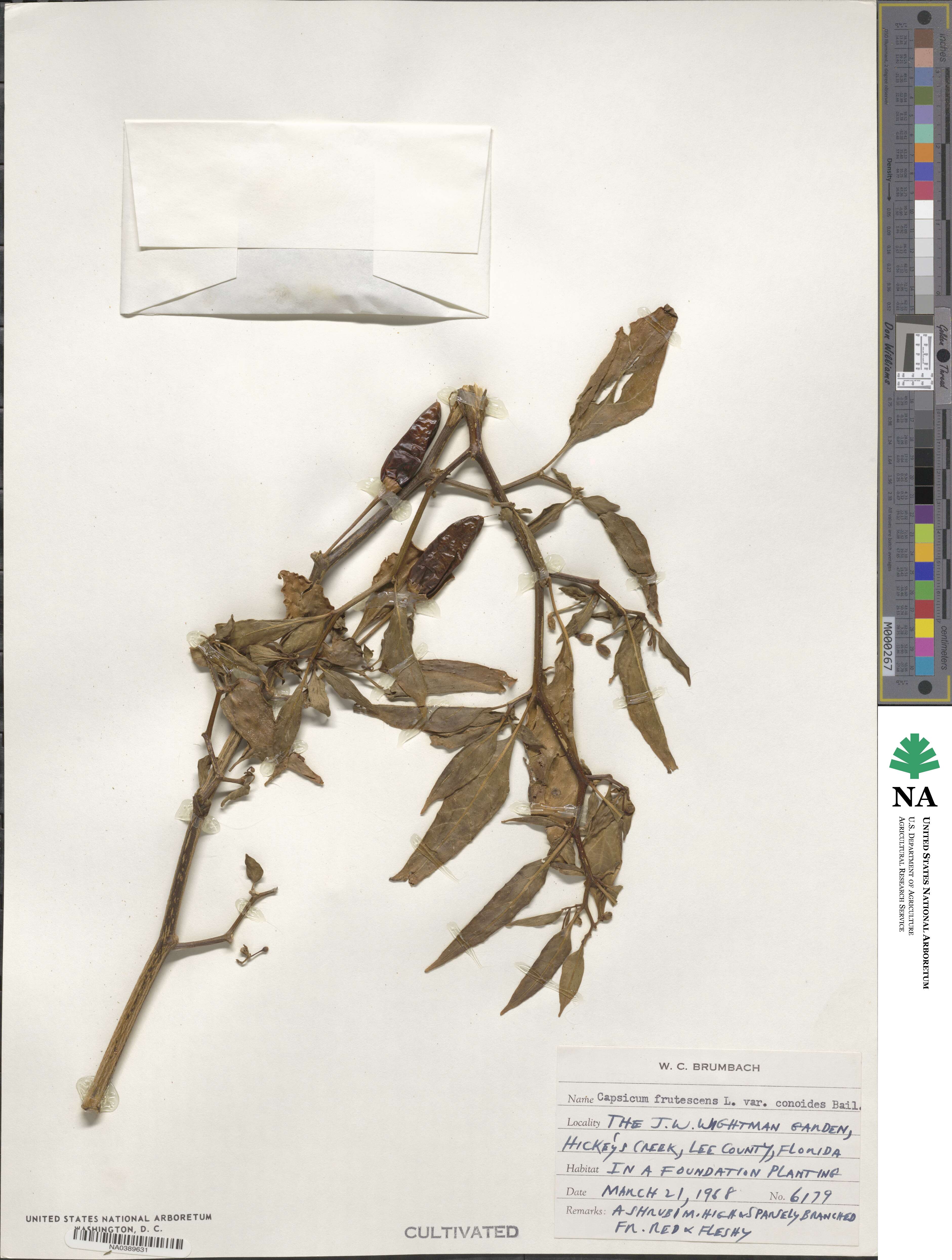 Capsicum frutescens image