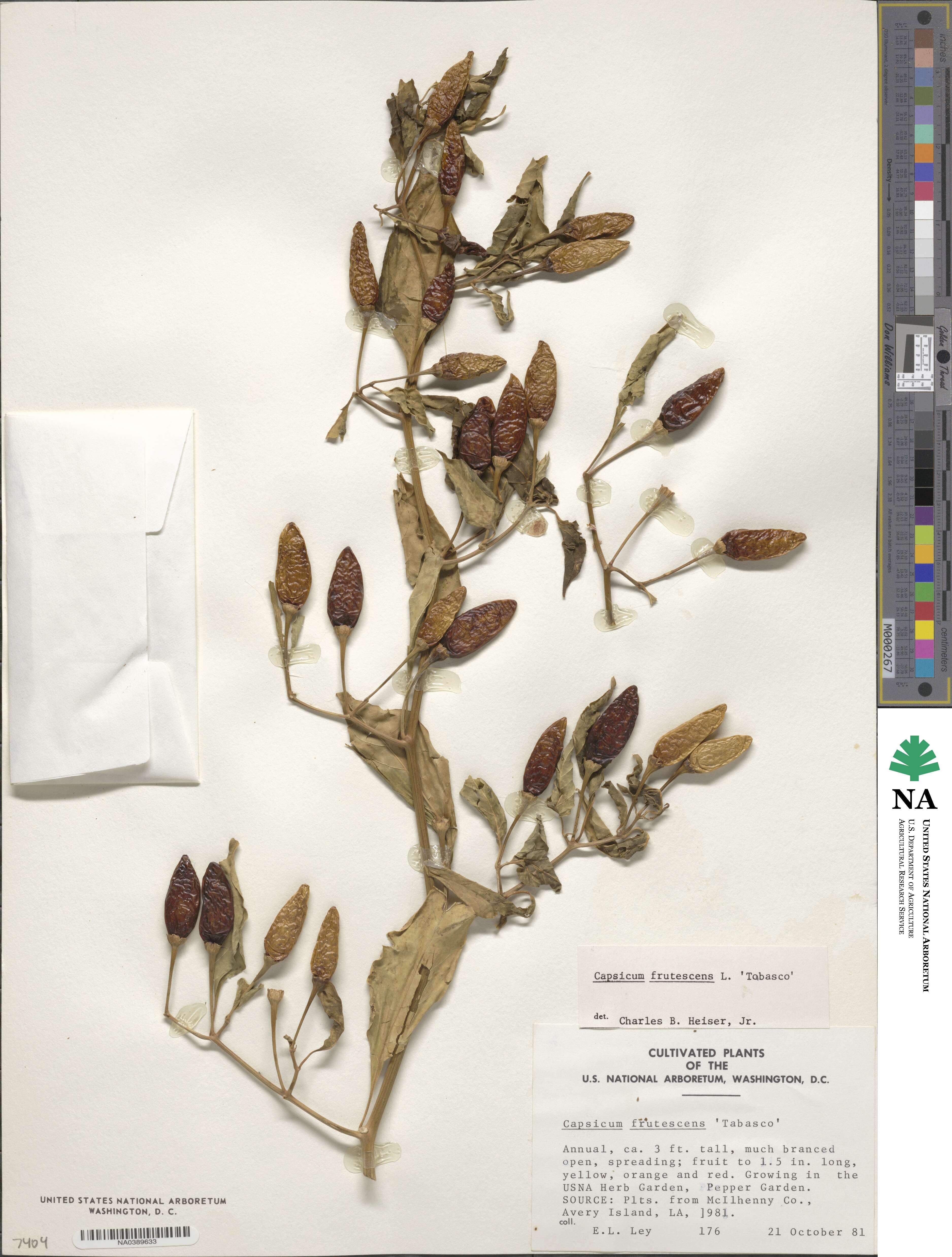Capsicum frutescens image