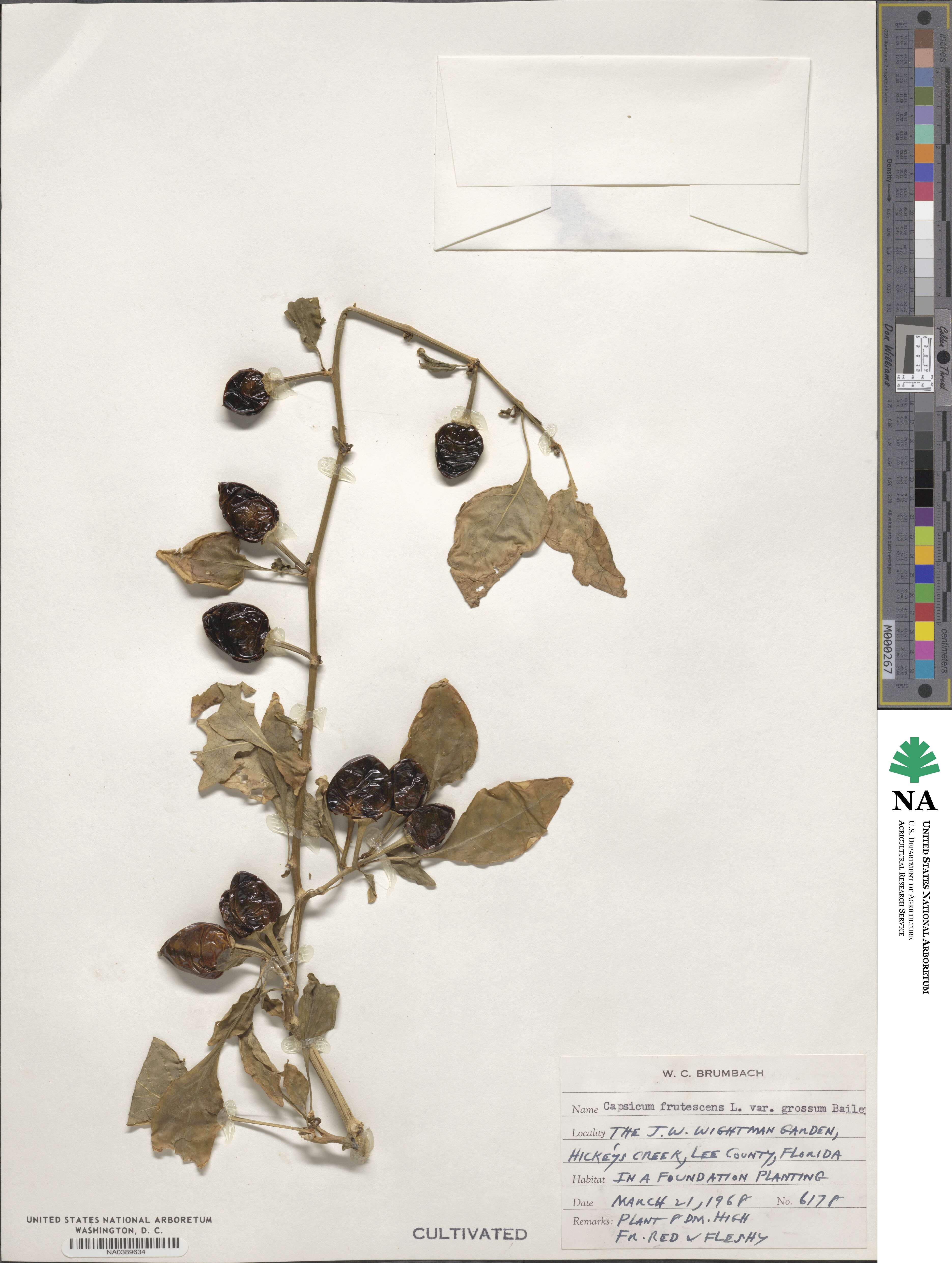 Capsicum frutescens image