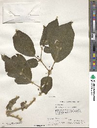 Witheringia solanacea image