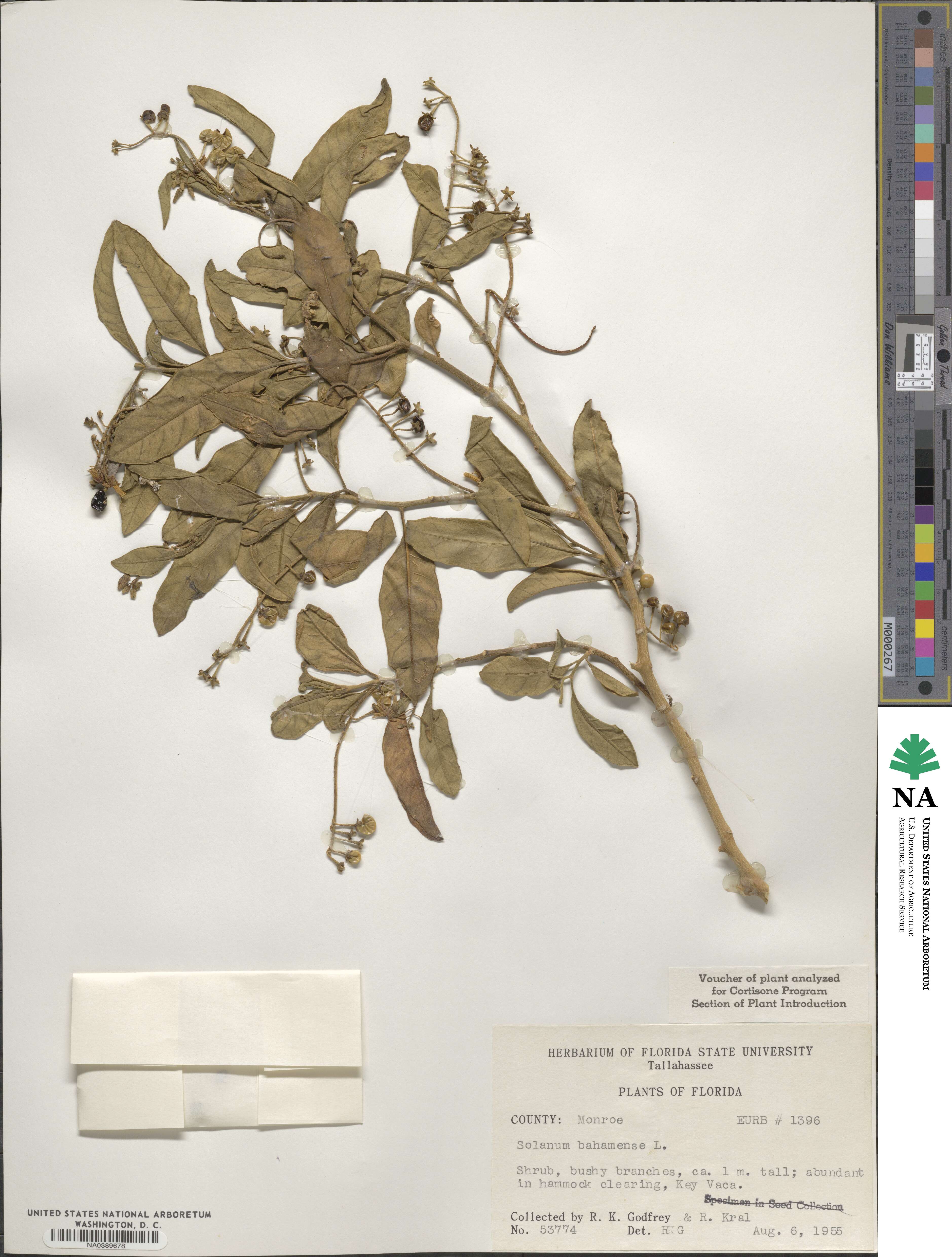 Solanum bahamense image