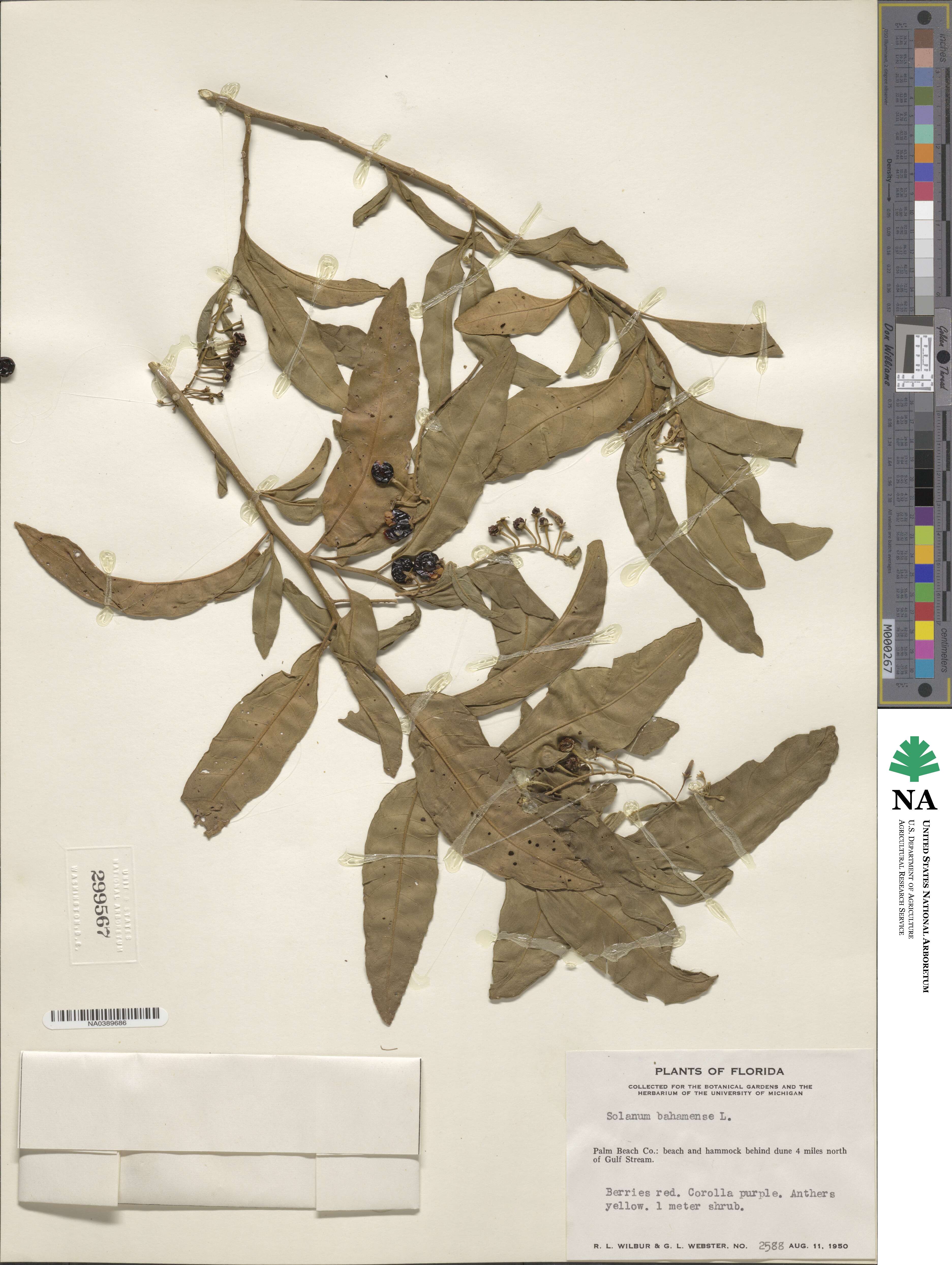 Solanum bahamense image