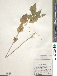 Solanum americanum image