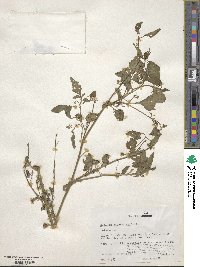 Solanum americanum image