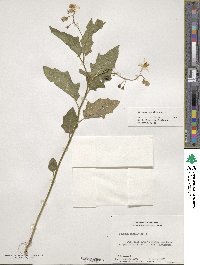 Solanum carolinense image