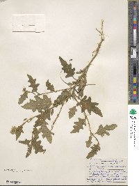 Solanum carolinense image