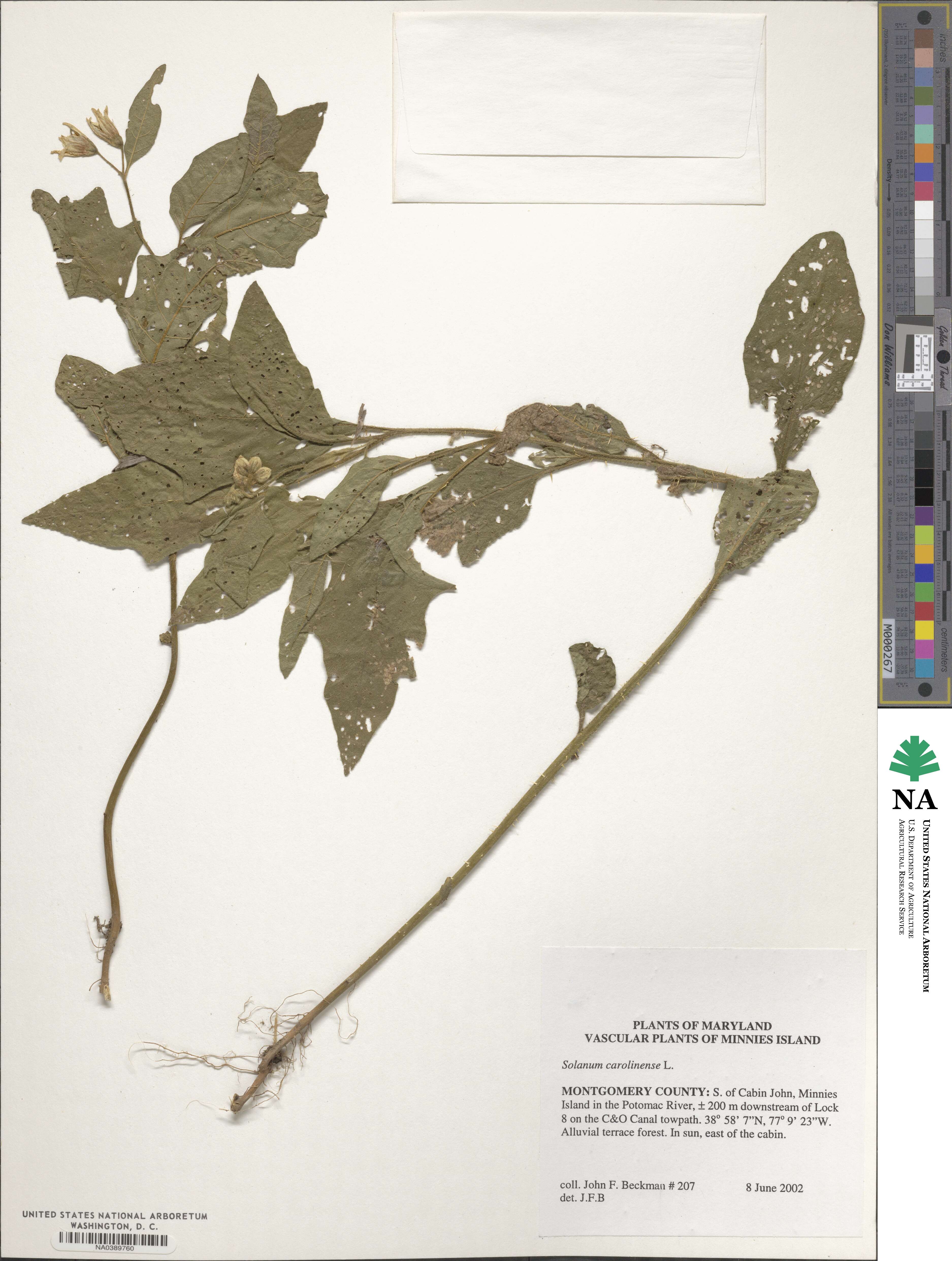 Solanum carolinense image