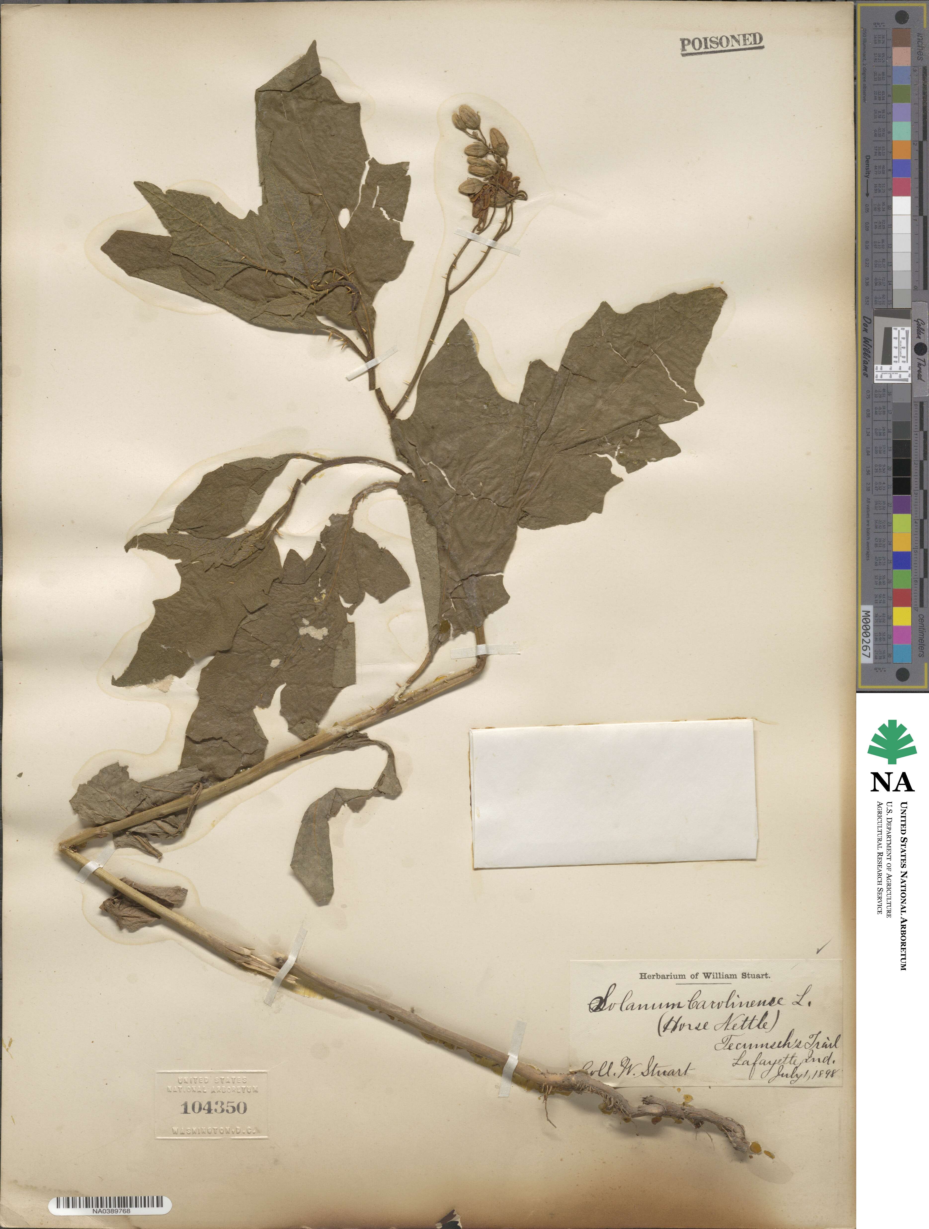 Solanum carolinense image