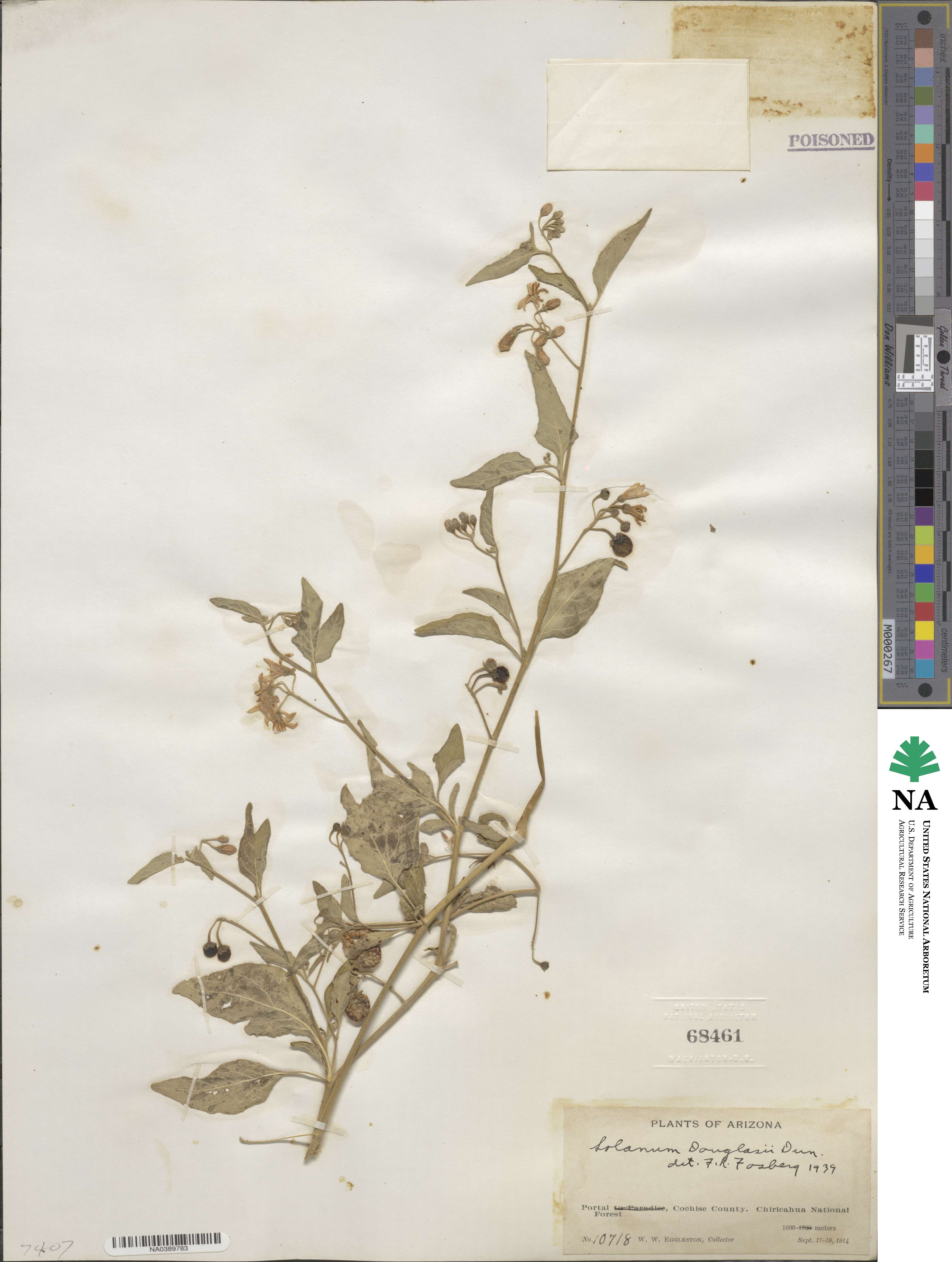 Solanum douglasii image