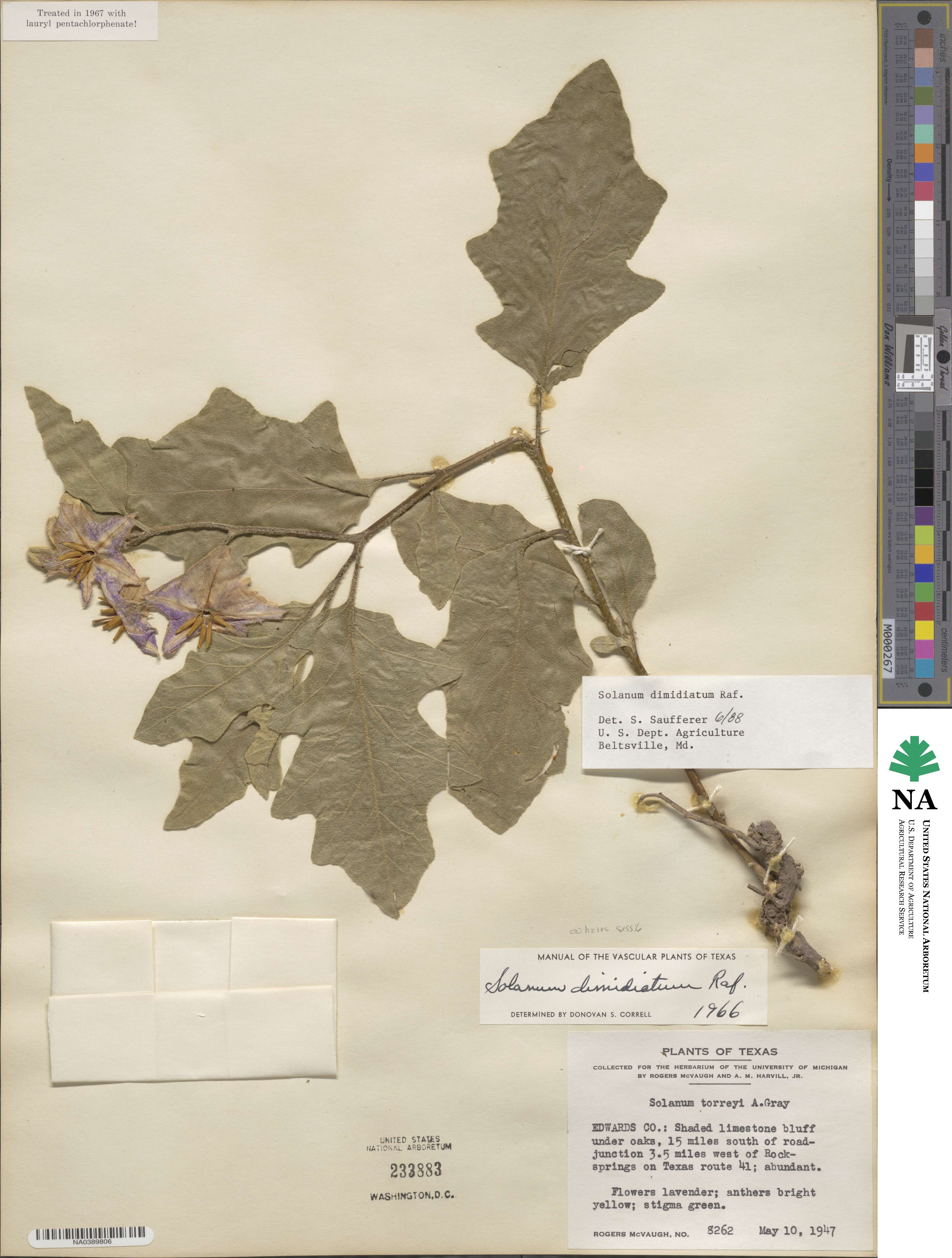 Solanum dimidiatum image