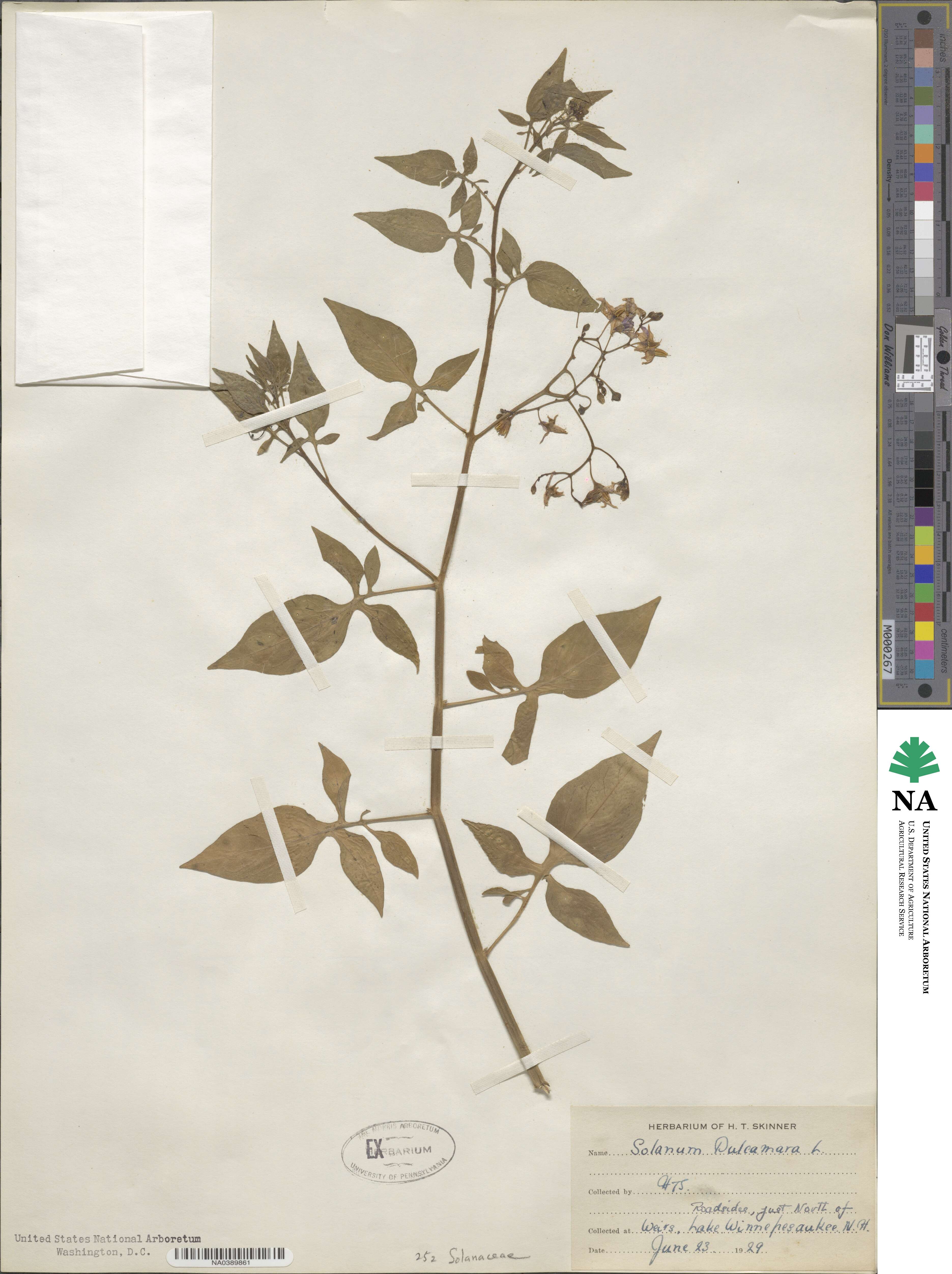 Solanum dulcamara image