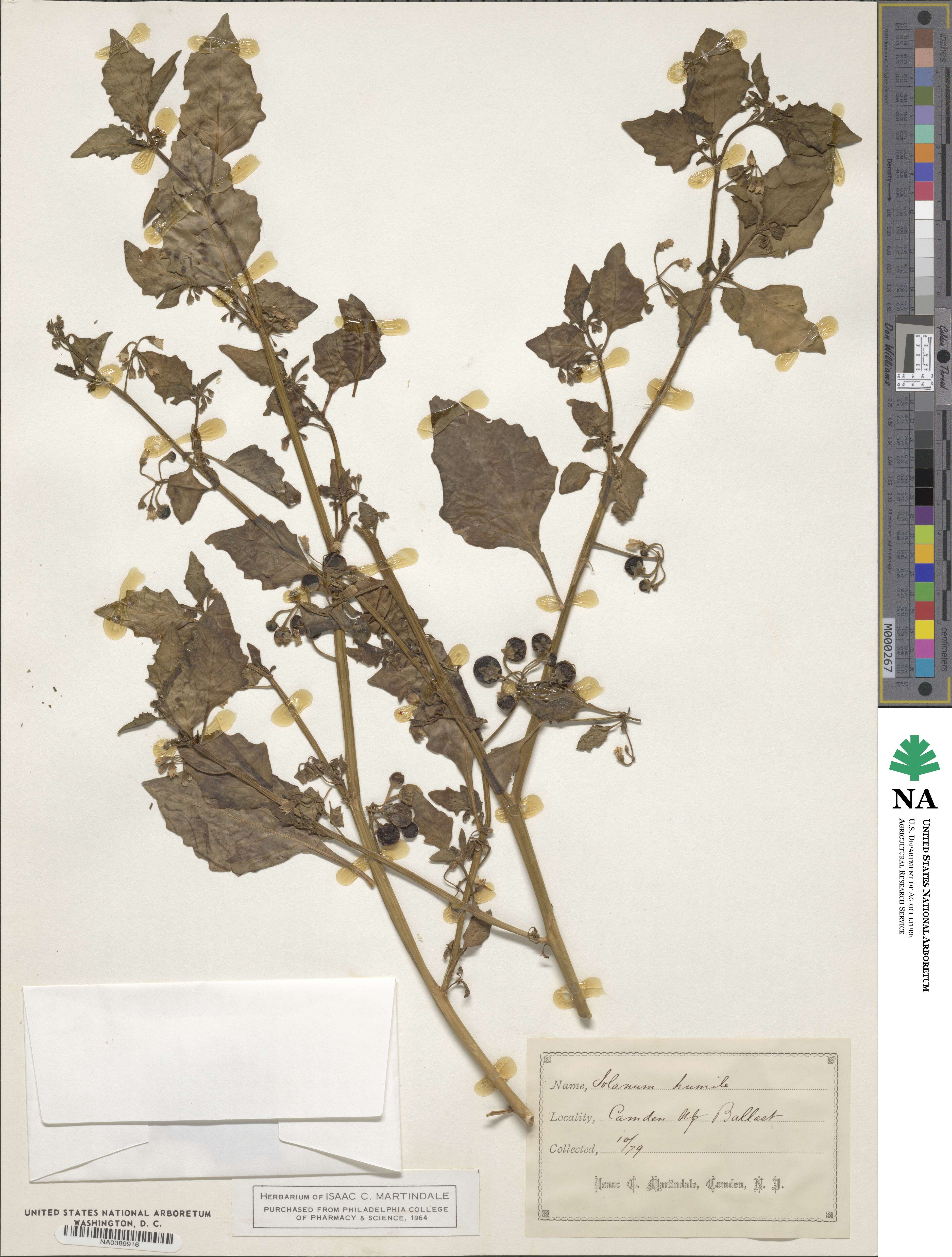 Solanum nigrum var. humile image