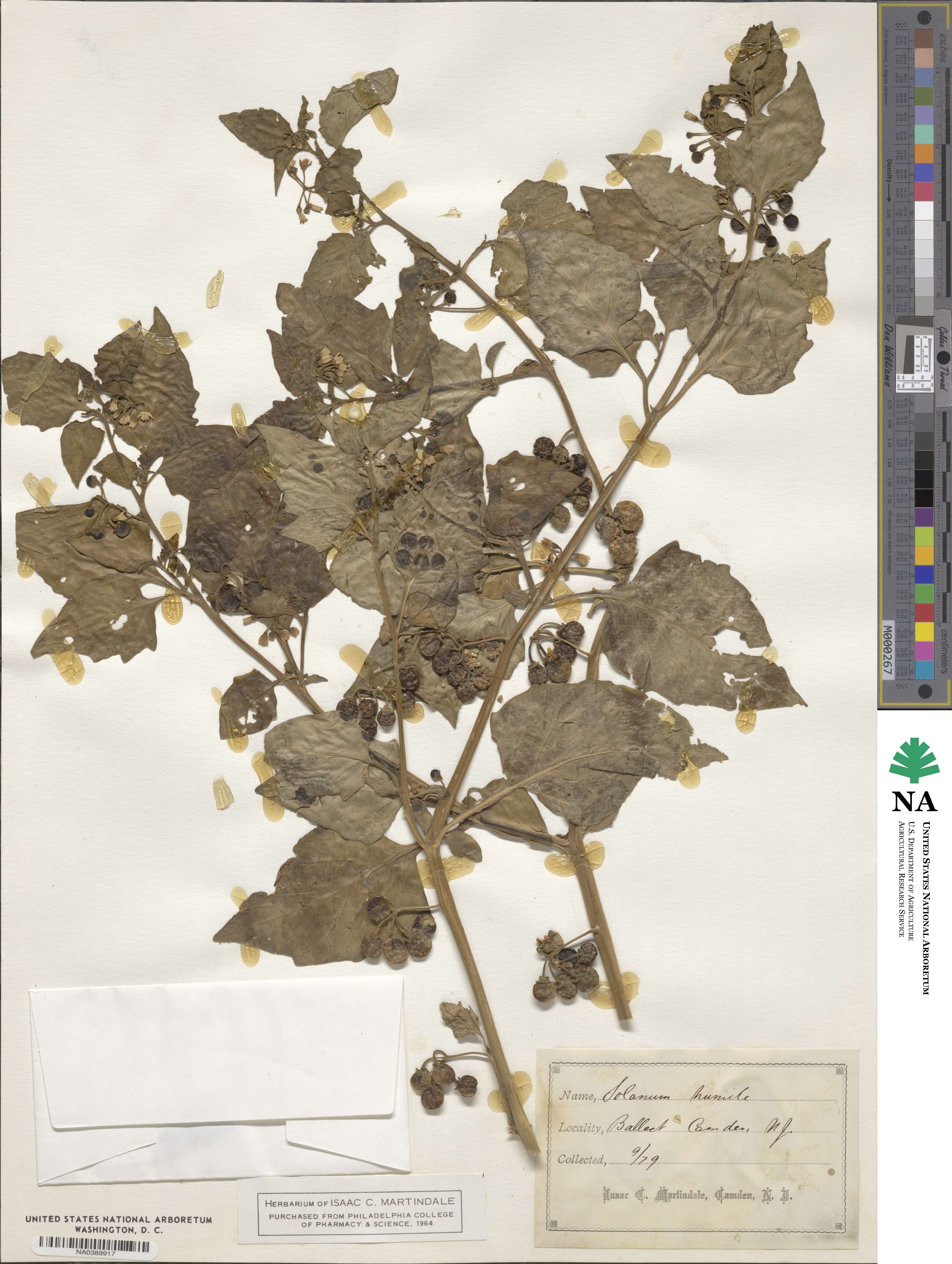 Solanum nigrum var. humile image