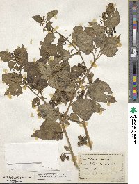 Solanum nigrum image