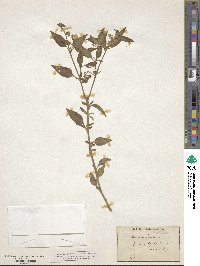 Solanum gracile image