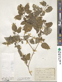 Solanum gracile image