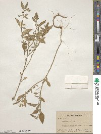 Solanum gracile image